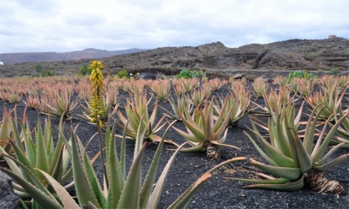 Zdjecie HISZPANIA / Wyspy Kanaryjskie / Lanzarote / Uprawa aloesw 