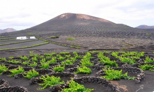 Zdjecie HISZPANIA / Wyspy Kanaryjskie / Lanzarote / Winnice u stp wulkanw