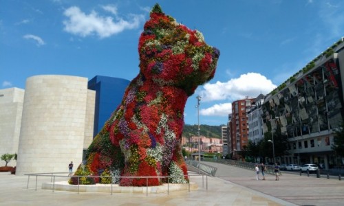 Zdjcie HISZPANIA / Kraj Baskw / Bilbao / Kotek