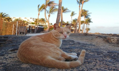 Zdjcie HISZPANIA / Wyspy Kanaryjskie / Costa Teguise / Rudy pod palmami kokosowymi