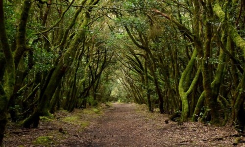 Zdjecie HISZPANIA / La Gomera / Park Narodowy Garajonay / W lesie laurowym