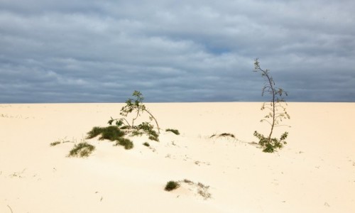 Zdjecie HISZPANIA / Fuerteventura/Wyspy Kanaryjskie / Corralejo / Wydma