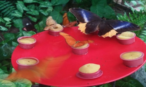 Zdjcie HISZPANIA / Andaluzja. / Motylarium w Benalmadena. / Benalmadena - Motylarium.(Butterfly Park)
