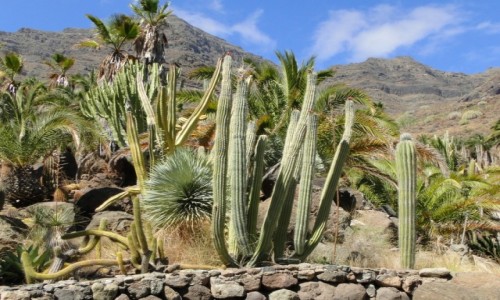 Zdjecie HISZPANIA / Wyspy Kanaryjskie / Gran Canaria / Cactualdea Park