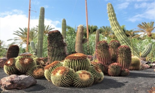 Zdjcie HISZPANIA / Fuerteventura/Wyspy Kanaryjskie / . / Oasis Park