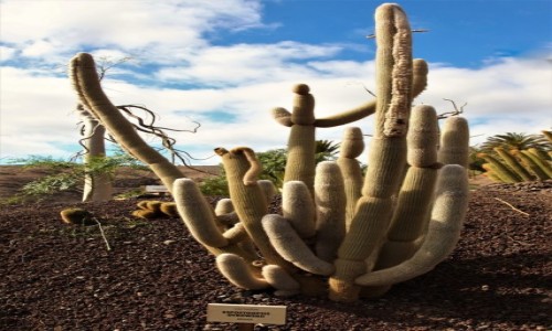 Zdjcie HISZPANIA / Fuerteventura/Wyspy Kanaryjskie / Oasis Park / Espostoopsis dybowskii, czyli kaktus Dybowskiego