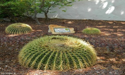 Zdjęcie HISZPANIA / Andaluzja. / Mijas. /  Echinocactus grusonii.
