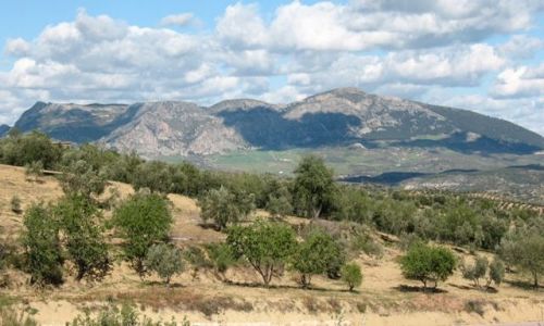 Zdjęcie HISZPANIA / Andaluzja / Alozaina / gaje oliwne...