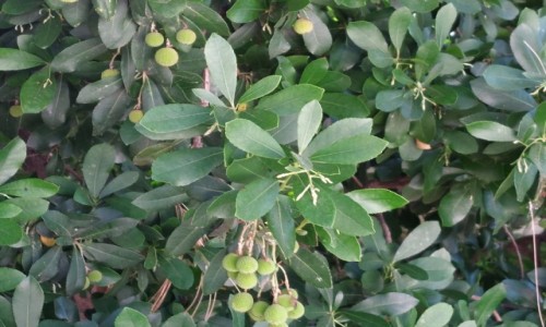 Zdjcie HISZPANIA / Andaluzja. / Malaga  / Durian.