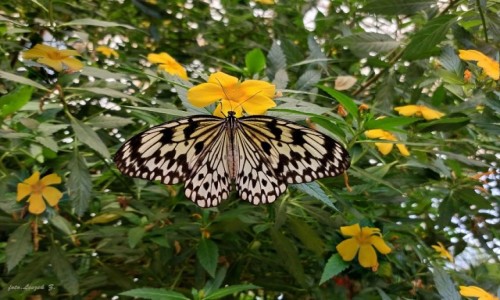 Zdjcie HISZPANIA / Benalmadena. / Mariposario de Benalmadena - Butterfly Park. / Idea Leuconoe.