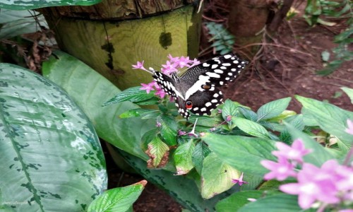 Zdjcie HISZPANIA / Benalmadena. / Mariposario de Benalmadena - Butterfly Park. / Papilio Demoleus.