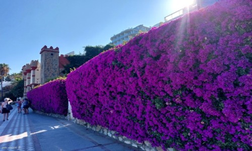 Zdjcie HISZPANIA / Benalmadena. / Promenada Benalmadeny. / Bugenwilla.