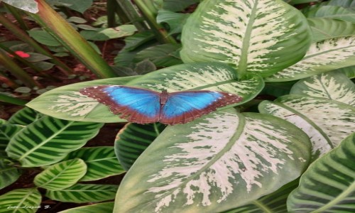 Zdjcie HISZPANIA / Benalmadena. / Mariposario de Benalmadena - Butterfly Park. / Morpho peleides.