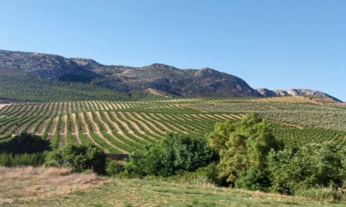 Zdjcie HISZPANIA / Andaluzja. / Prowincja Kadyks. / Andaluzyjskie gaje oliwne.