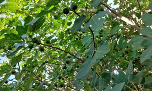 Zdjęcie HISZPANIA / Andaluzja. / Setenil - Prowincja Kadyks. / Figowiec pospolity.