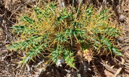 Zdj�cie HISZPANIA / Costa del Sol. / Szczyt Calamarro. / Ptilostemon hispanicus - przytul mnie.