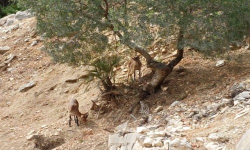 Zdj�cie HISZPANIA / Andaluzja. / Ardales. / Spotkanie na szlaku 