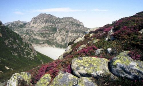 Zdjecie HISZPANIA / Kantabria / Kordyliera Kantabryjska / Wrzosowe wzgórza