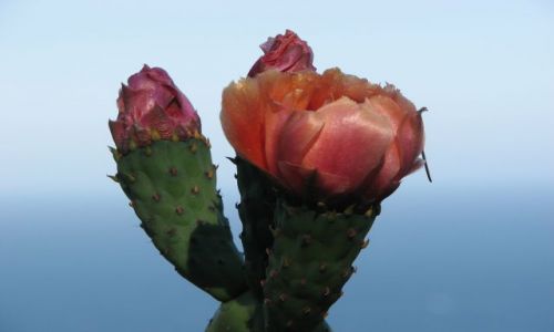 Zdjęcie HISZPANIA / COSTA BRAVA / Costa / KAKTUSIK