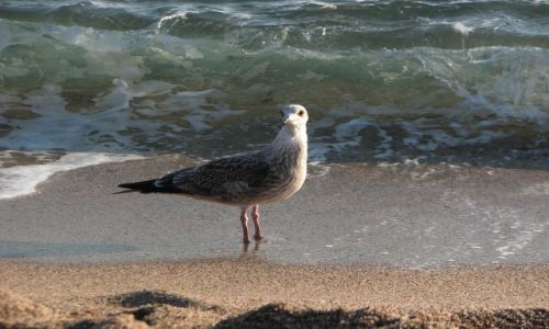 Zdjęcie HISZPANIA / COSTA BRAVA / SA RIERA / mewa