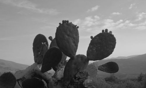 Zdjęcie HISZPANIA / andaluzja / okolice lanjaron / kaktus