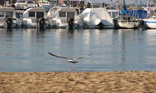 Zdjęcie HISZPANIA / COSTA BRAVA / PALAMOS / mewa