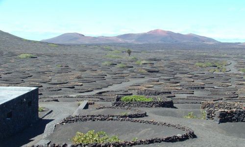 Zdjecie HISZPANIA / Wyspy Kanaryjskie / Lanzarote / Sadzonki latorośli