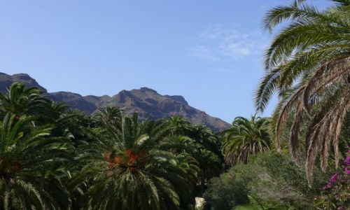 Zdjecie HISZPANIA / Wyspy Kanaryjskie / Gran Canaria / Palmy na tle gr
