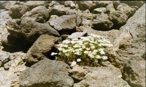 Zdjęcie HISZPANIA / Teneryfa / El Teide / Kwiaty dla alpinistek