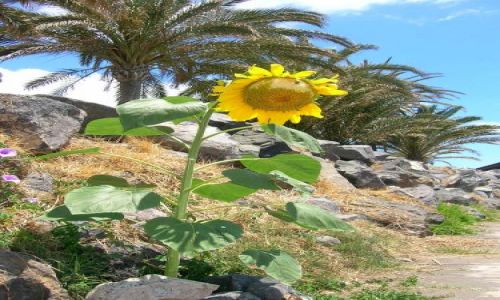 Zdjecie HISZPANIA / Teneryfa, Playa de las Americas / Playa del Bobo / outsider:-)