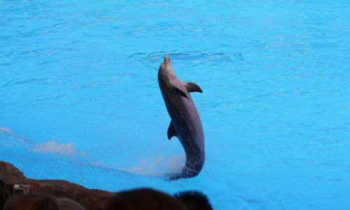 Zdjecie HISZPANIA / TENERYFA  / LORO PARQUE / DELFIN
