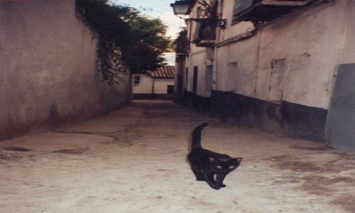 Zdjecie HISZPANIA / Granada / Granada / Kot z Granady :)