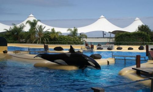 Zdjecie HISZPANIA / brak / Teneryfa / Loro Parque