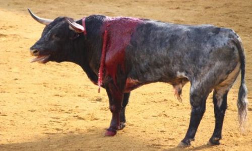 Zdjecie HISZPANIA / La Rioja / Haro / Corrida de toros