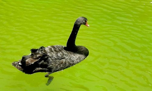 Zdjęcie HISZPANIA / Majorka / Palma,Palau de S.Almudain / Zielono mi..