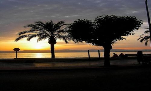 Zdjęcie HISZPANIA / Majorka / S. Arenal / Sercowe drzewko