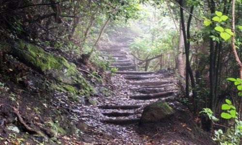 HISZPANIA / La Palma / Los Tilos / Los Tilos Barranco 700stopni