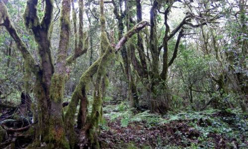 HISZPANIA / La Gomera / rodek wyspy / Garajonay