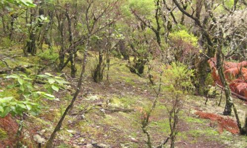 Zdjęcie HISZPANIA / Wyspy Kanaryjskie / Gomera, Park Narodowy Garajonay / Park Narodowy Garajonay