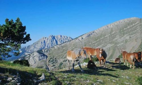 Zdjęcie HISZPANIA / Pireneje / Serra del Cadi / Pasterstwo w Pirenejach