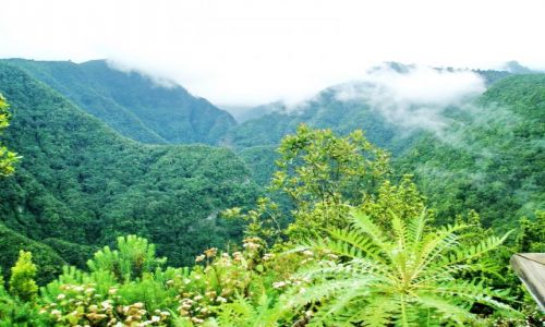 HISZPANIA / La Palma / Los Tilos / Los Tilos - Barranco