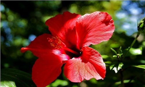 Zdjecie HISZPANIA / Andaluzja / Malaga - okolice; na drodze do Antequera / W ogrodzie La Concepcion - hibiskus