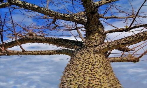 Zdjęcie HISZPANIA / Andaluzja / Torremolinos / Kolczaste drzewo