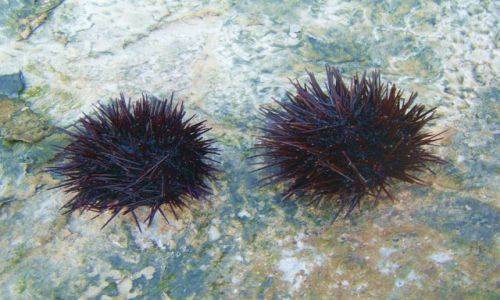 Zdjęcie HISZPANIA / Zatoka Gibraltalska / nabrzeże / jeżowce