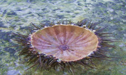 Zdjęcie HISZPANIA / Zatoka Gibraltalska / nabrzeże / jeżowiec