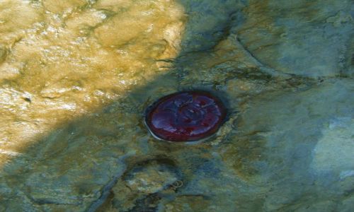 Zdjęcie HISZPANIA / Zatoka Gibraltalska / wybrzeże / zwierzątko