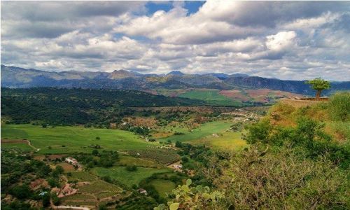 Zdjęcie HISZPANIA / Andaluzja / Ronda / Krajobraz z drzewkiem