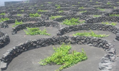 Zdjecie HISZPANIA / - / Lanzarote / Lanzarote, winnica