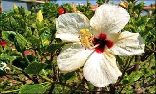 Zdjecie HISZPANIA / Andaluzja / Torremolinos / Kwiaty Torremolinos