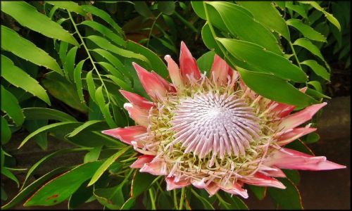Zdjecie HISZPANIA / Wyspy Kanaryjskie / Gomera / Kwiaty Wysp Kanaryjskich